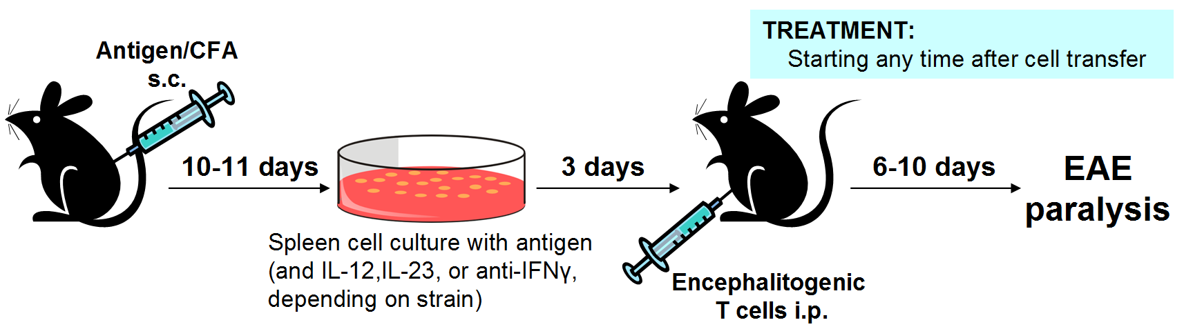 Adoptive transfer EAE induction