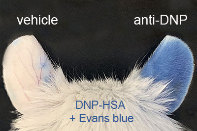 PCA ear image