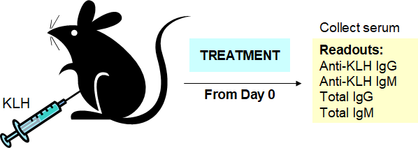 Induction of anti-KLH response in C57BL/6 mice